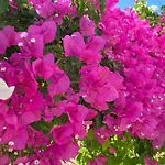 Lorida - Piscine Privee アルブフェイラ